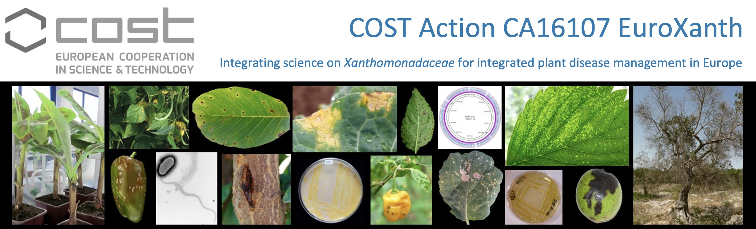 COST Action CA16107 EuroXanth